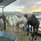 حشوان جبره