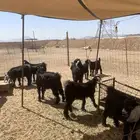 تيوس عوارض فل شحم ولحم وجفار يوجد صلخ وتوصيل