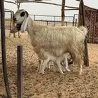 ماعز مطوره منوه القناي