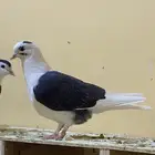 حمام شيرازي 15 ريال