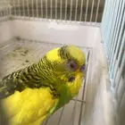 طيور للتبني