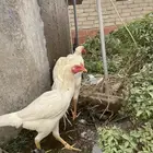 دجاج باكستاني