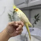 كروان اليف
