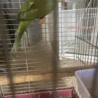 دوره أنثى جاهزه