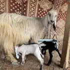 الموقع الخرج