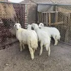 ضحايا تم البيع