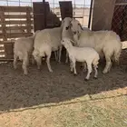 عنم حريات