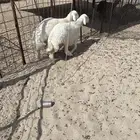 طليان جذعان فحول