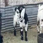 معزاء العدد 5 وتيس تام حار