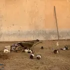 ارانب بلديه منتجه للبيع جمله او تفريد (يوجد للذبح ومتوفره)