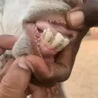 عنز مطوره
