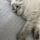 قطط للتبني