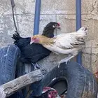 دجاج بلدي بياض