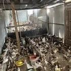 دجاج وصوص بلدي وفيومي كوشن مفتل العداد مفتوح