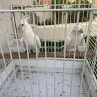 كروان اليف البينو العدد 2 اناثي