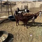 معزا مشاريك للبيع