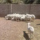 رفيديات