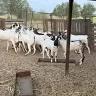 تيوس مناسبات