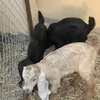 تيوس دواغير