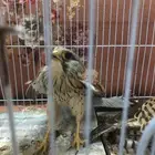 الزين يهل الزين.