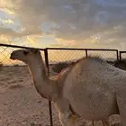 حشيان للبيع