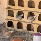 حمام كنق مودينا الزوج 120