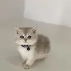 تم البيع