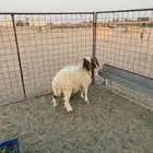 خرفان نعيم