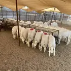طليان حرية من حلال الطائف