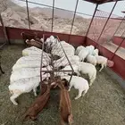 بهم تربية رخال وخرفان