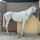 حصان عربي شعبي هادي جداا