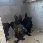 دجاج براهما