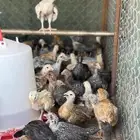 صوص بلدي