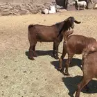 تيس جذع فحل صنف
