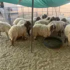 البيع بهم نعيم مراح واحد