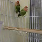 روز للبيع