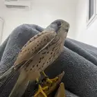 باشق للبيع متدرب وصحته ممتازه مع وكر ودس وسبوق