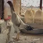 شامو ياباني فاخر