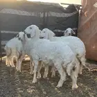 حري العمر 4 شهور وفوق