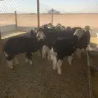 طليان نجد كفو للبيع العدد 15