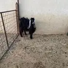 عنز عارضيه