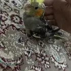 فروخ كوكتيل للبيع