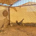 دجاجه بلديه مفرخه رقشا