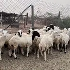 رخال رفيدي بلدي