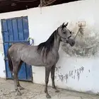 مهره شعبيه