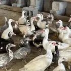 بط بلدي