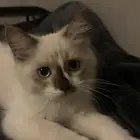 بساس للتبني