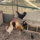 ديك ودجاجتين للبيع