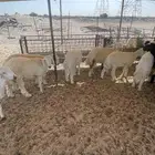 ذبايح حريات وتيوس بالنص اليوم