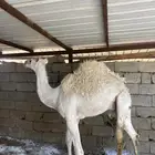 قعود حوار على الحليب.